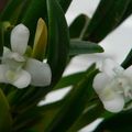 Floraison du jour- Cadetia chionantha
