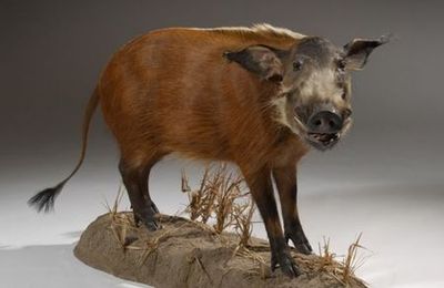 Potamochère naturalisé entier