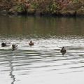six canards sur ce canal