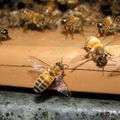 Bientôt des abeilles sur les toits des entreprises de la zone franche ?
