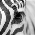 Zebre