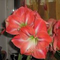 magnifique amaryllis