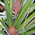  bébés ananas et fleurs tropicales