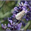 Bouquet du week end