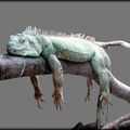 ELOGE DE LA FATIGUE