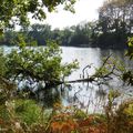 L'Etang d'UZA (40), le 17 octobre (suite)....