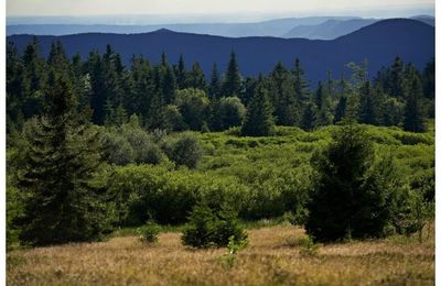 Champ du feu : une forêt à découvrir à pied