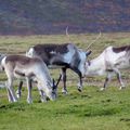  Des rennes sauvages dans le sud de l’Islande