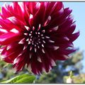 Dahlia au jardin du Thabor - Rennes