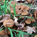 Des champignons copains avec les coprins