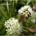 LES INSECTES DU MOMENT