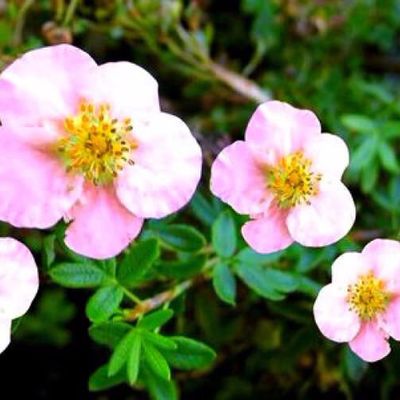 Coupons et code promo jardin des gazelles 2017 pour remises