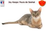 Abyssins et Chartreux  L'Aura de Seshat
