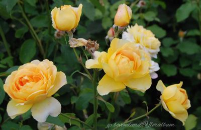 Rosa 'Molineux' ® Ausmol