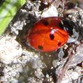 Construire un abri hivernal pour les coccinelles