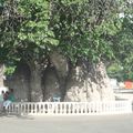 Le baobab et la croisette