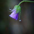 Perles de rosée * Dew pearls