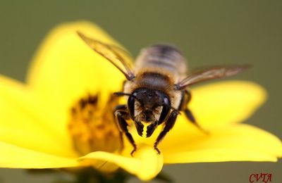 On butine , abeille, syrphe et coccinelle