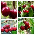 Le temps des cerises .....