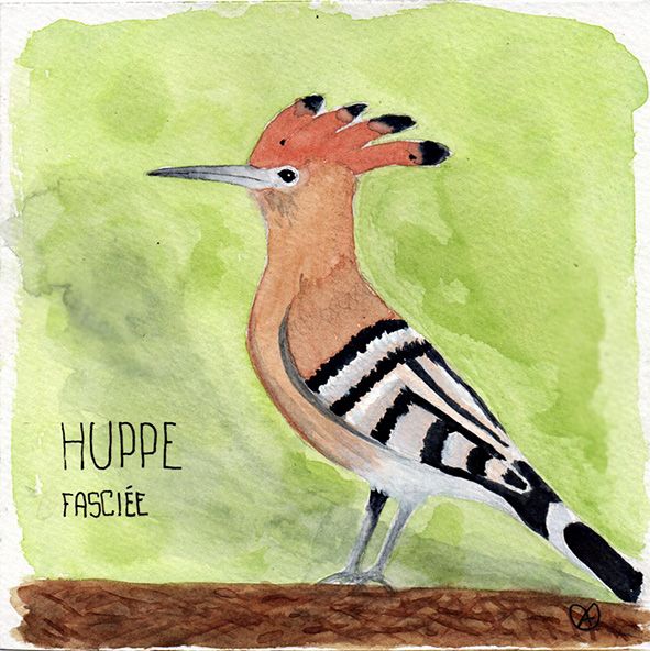 Huppe