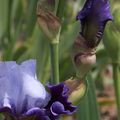 Iris Parc Floral d'Orléans La Source 