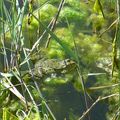 Grenouille ou Crapaud ?