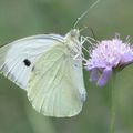 Qu'ils sont jolis "mes" papillons !