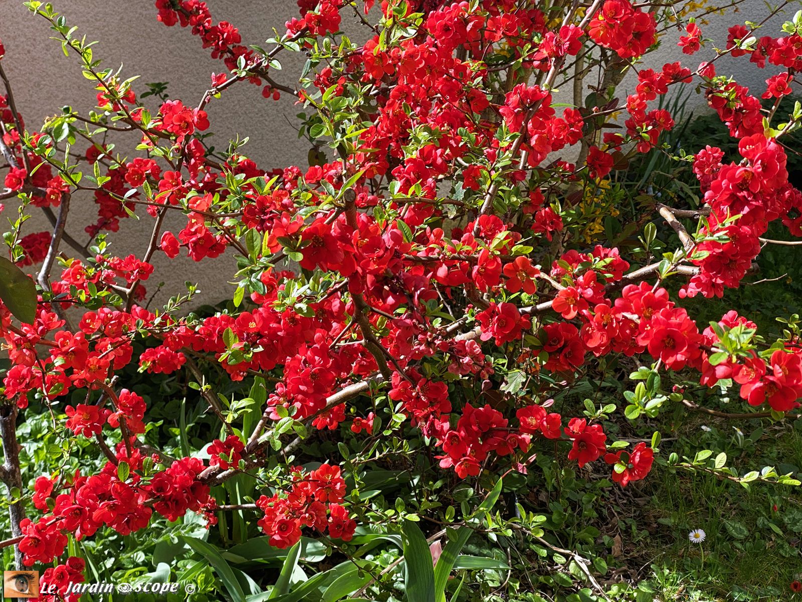 Chaenomeles 'Crimson and Gold'