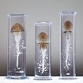 Jellyfish in glass. Dam Steffen