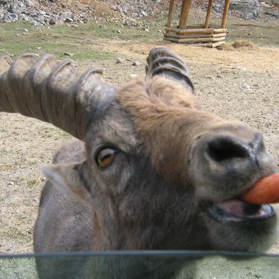 Parc Omega (et oui les ours mangent des carottes!)