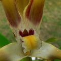 Maxillaria triloris