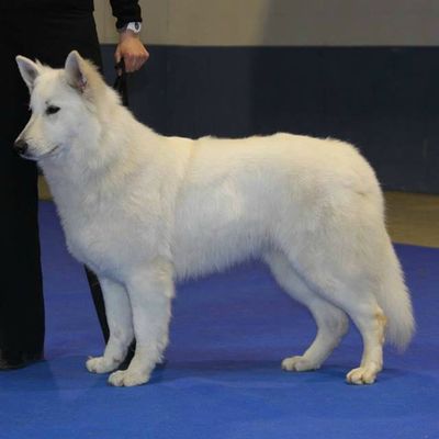 Résultats de dysplasie des hanches et des coudes de Griska: indemne!