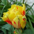 Quelques tulipes