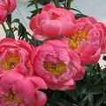 pivoine paeonia renonculacees