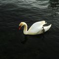 " Les Oiseaux du Lac Leman;"