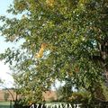 Projet 52 - Semaine 39 - Automne