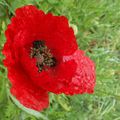 Coquelicot chiffoné par une nuit d'orage...