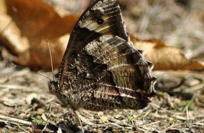 LE PAPILLON DU JOUR Sylvandre apparition ( juin