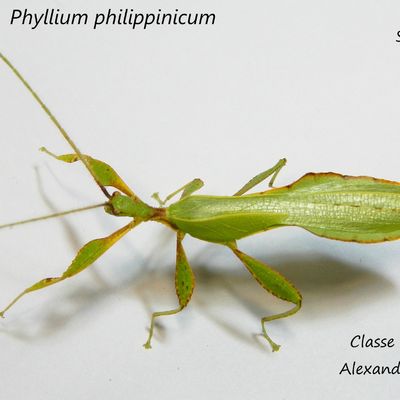 Différences entre le mâle et la femelle - Phyllium philippinicum