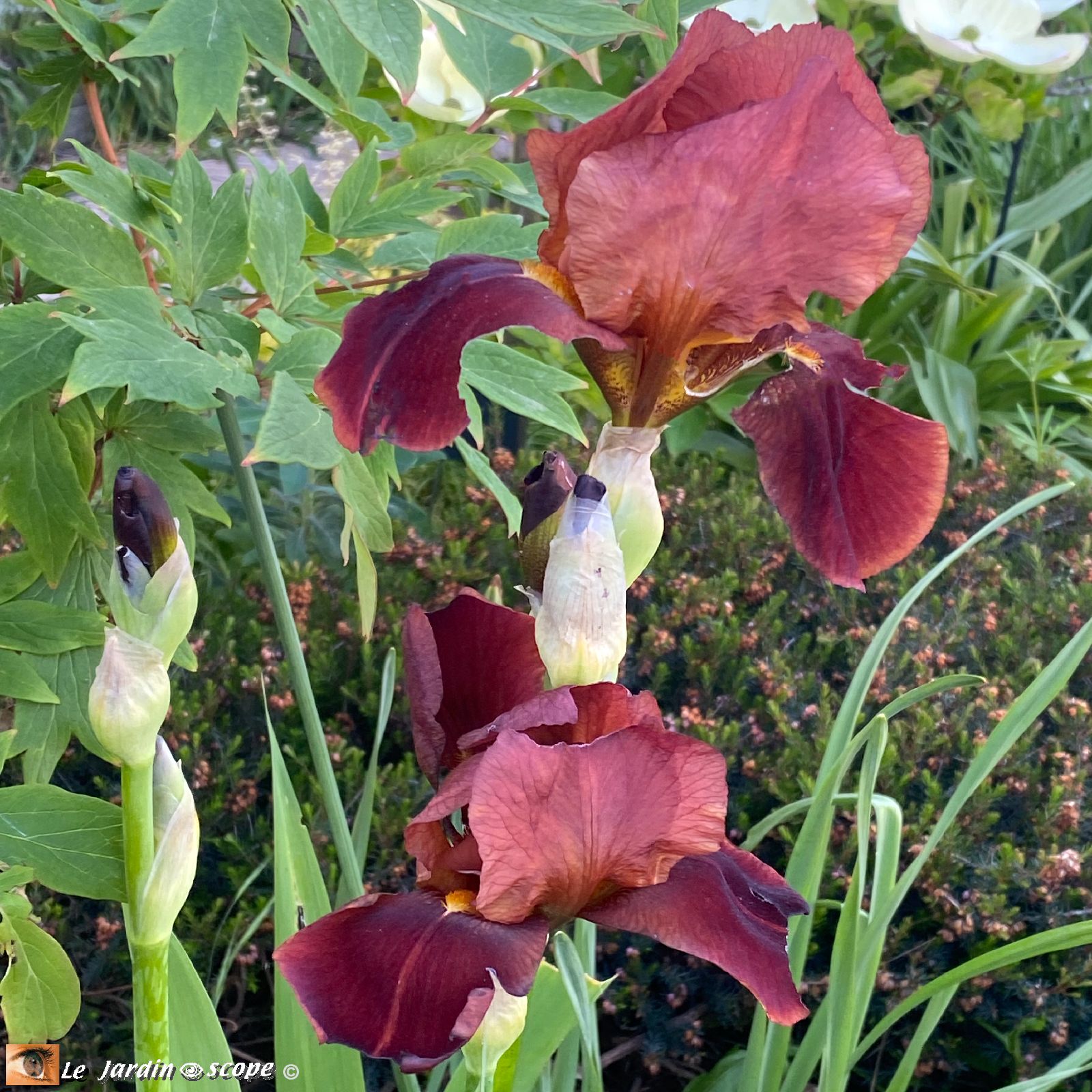 Iris 'Sultan Palace'