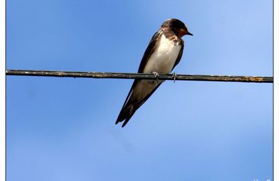 Une bien sympatique petite hirondelle 