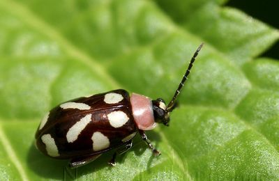 Omophoita cyanipennis - Martinique