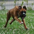 Boxer Chien élégant (Opus II)