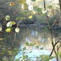 etang dans la forêt