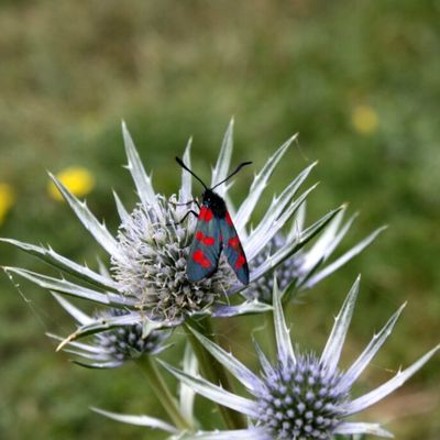 Le Panicaut de Bourgat ou chardon bleu des Pyrénées
