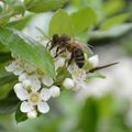 [dans le jardin] l'été au printemps