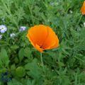 Pavot de Californie