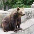 Varsovie - Praga - Les ours - Niedźwiedź