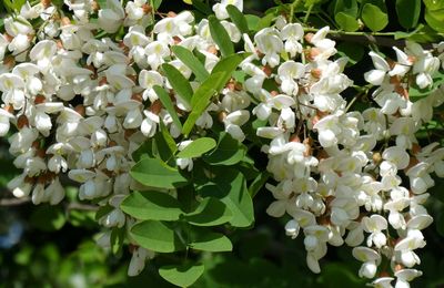 THEME DE NOTRE AMIE LYLOU, REGARDS SUR LE PRINTEMPS...