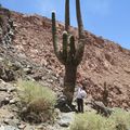 Ce cactus fait 10m de haut et pousse de 1cm par an, quel âge? Aides moi Papa.
